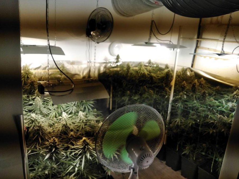 АКЦИЯ: Разбиха голяма наркооранжерия в Дряновско (СНИМКИ)