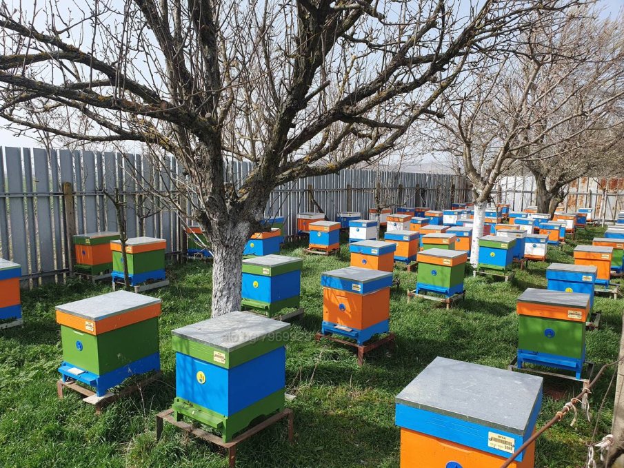 ПЪЛЕН АБСУРД: Жена открадна 90 кошера и ги насече за огрев