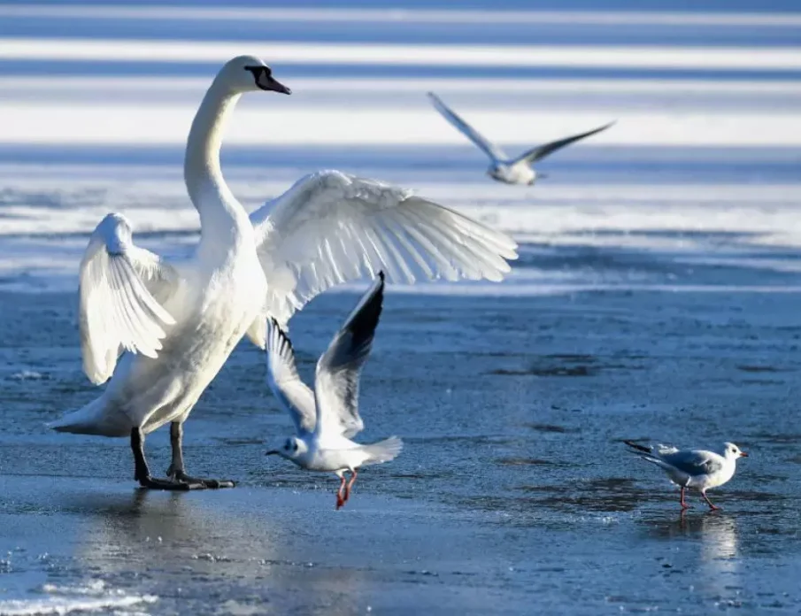 Руски войници разстрелват за развлечение птици от Червената книга