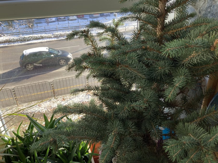 Изпълнителната агенция по горите проверява добива на коледни елхи