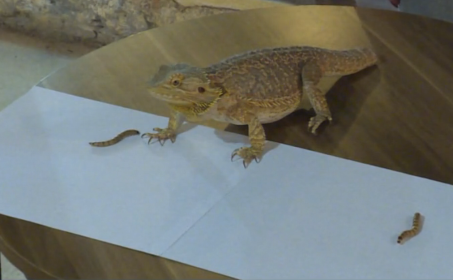 Брадатата Лили позна победителя на световното по футбол