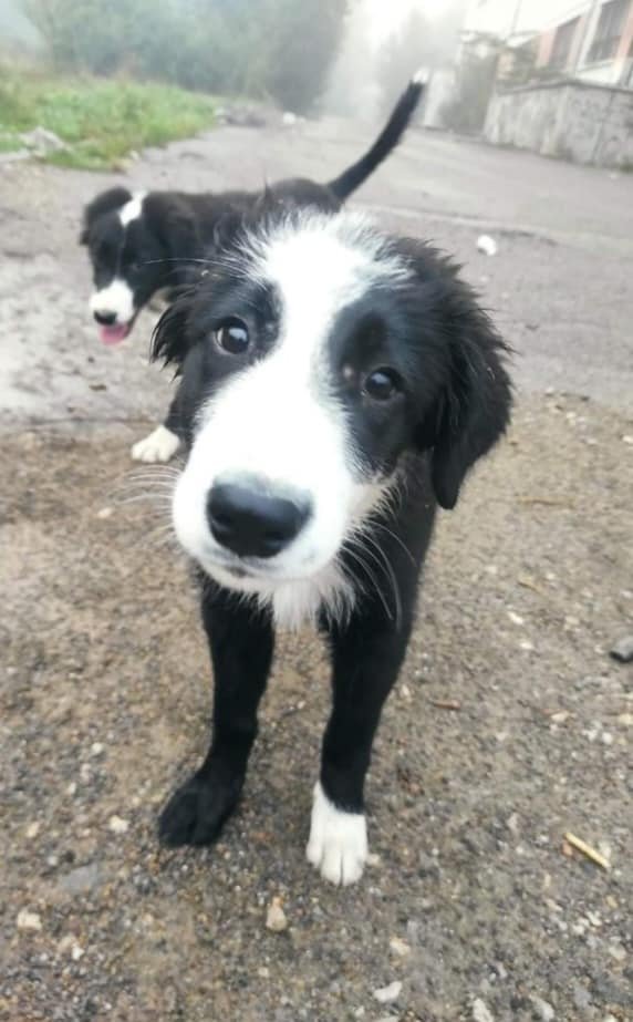 Задържаха 72-годишен, прострелял куче край Тетевен