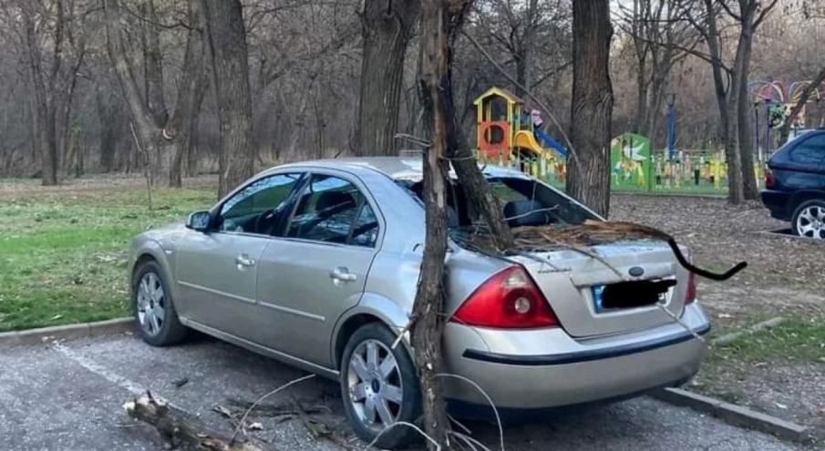 Клон потроши кола в пловдивски парк, падна на метър от баща с дете