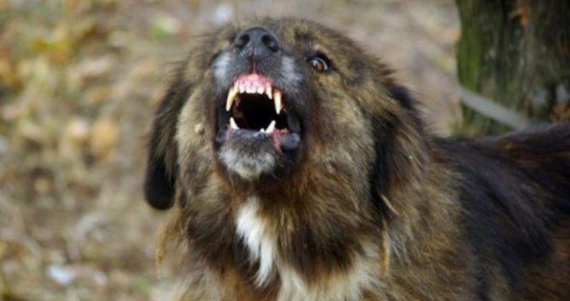 НАВРЪХ НОВА ГОДИНА: Куче нахапа 12-годишно дете и му счупи ръката