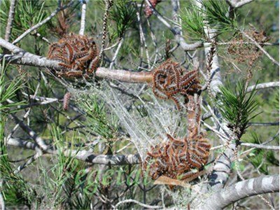 Опасен вредител нападна горите край Пловдив
