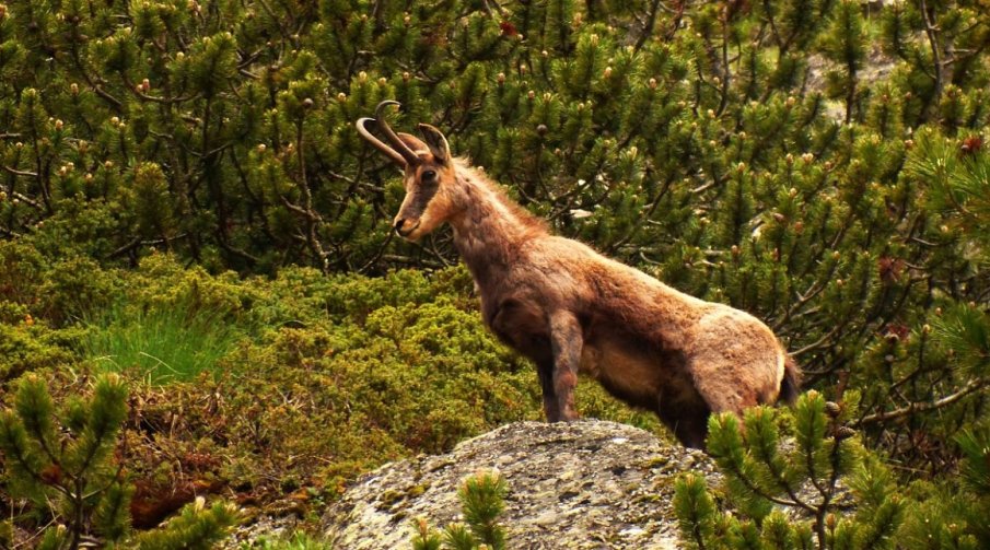 Тома Белев и Борислав Сандов са разрешили отстрел на защитени диви кози за трофеи