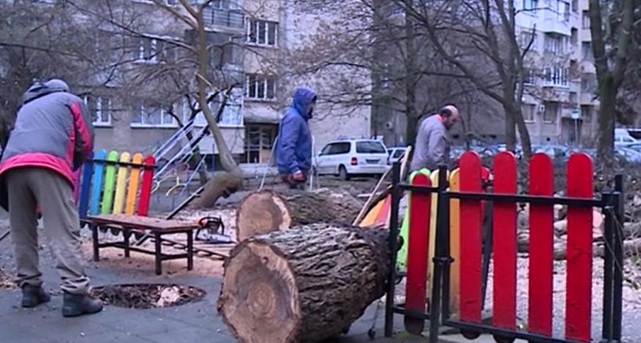 Голямо дърво падна върху детска площадка в София