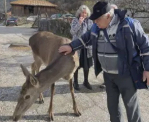 ХИТ В МРЕЖАТА: Кошута яде вафли в родопско село
