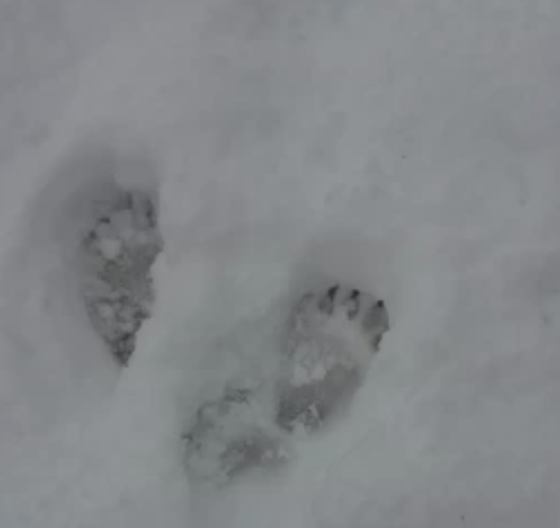 Следи от мечка стреснаха хората в смолянското село Могилица