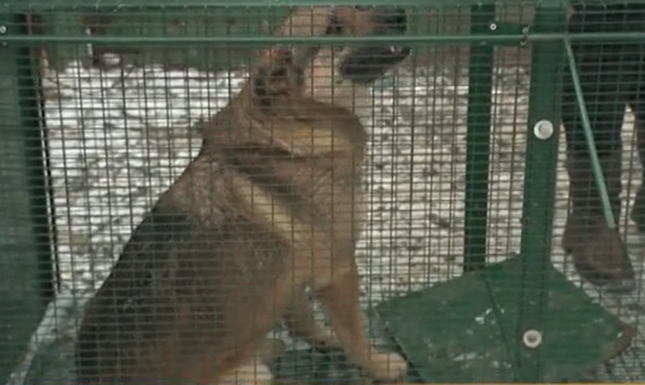 САДИЗЪМ: Връзват кучета за железопътни релси