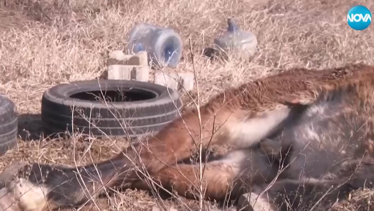 Спасиха изоставен кон, лежал безпомощно дни наред край път в Благоевград