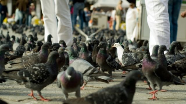 Войната между хората и кучетата в Благоевград взима жертви - десетки натровени гълъби натръшкани пред Съдебната палата