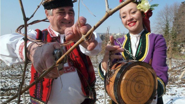 ДЕН НА ВИНОТО: По традиция зарязват лозята