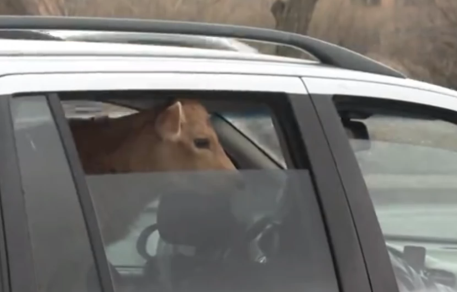 Спипаха шофьор със 7 телета в колата му, били за дамазлък