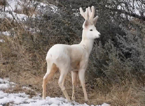Сръндак албинос се появи в Родопите