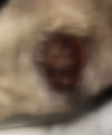 Трима са задържани за зверството над кучето с отрязаните уши