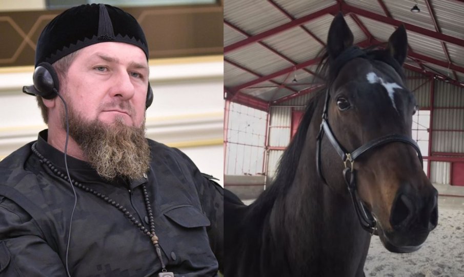 Задигнаха коня Зазу на Кадиров, струващ поне 10 милиона долара