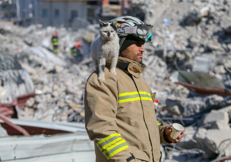 МЕСЕЦ СЛЕД ТРУСА: Намериха жива котка под руините в Турция