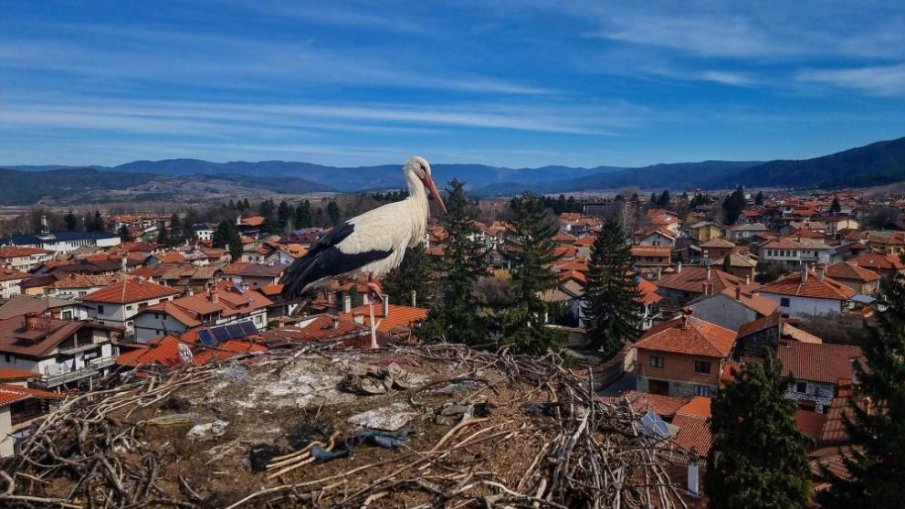 Завръщане у дома: Двойка щъркели сви гнездо върху църквата в Банско