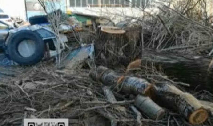 Незаконна сеч в столичния квартал Лозенец