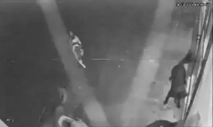 Бургазлии пропищяха от глутница кучета