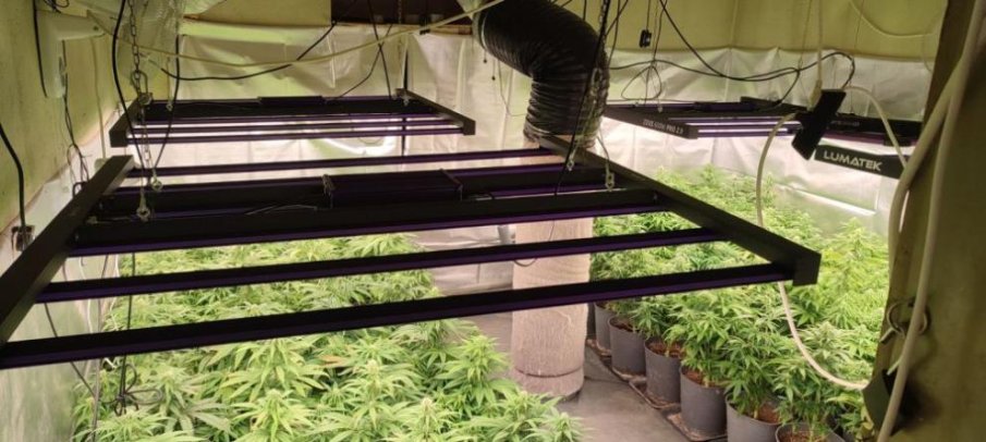 СПЕЦАКЦИЯ: Разкриха три оранжерии с марихуана в Пазарджишко