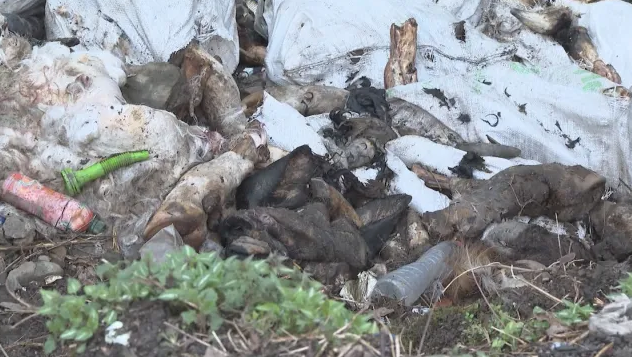 ПРЕД ЕКОКАТАСТРОФА: Чували с мъртви животни задръстват водохващането на мездренско село