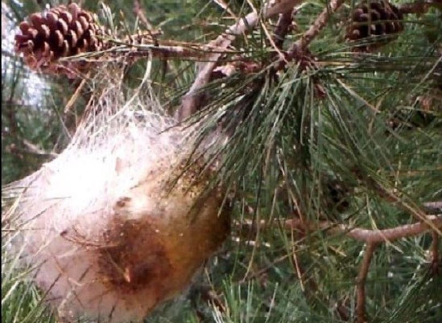 Предупреждават за среща с опасен вредител в парковете (СНИМКА)
