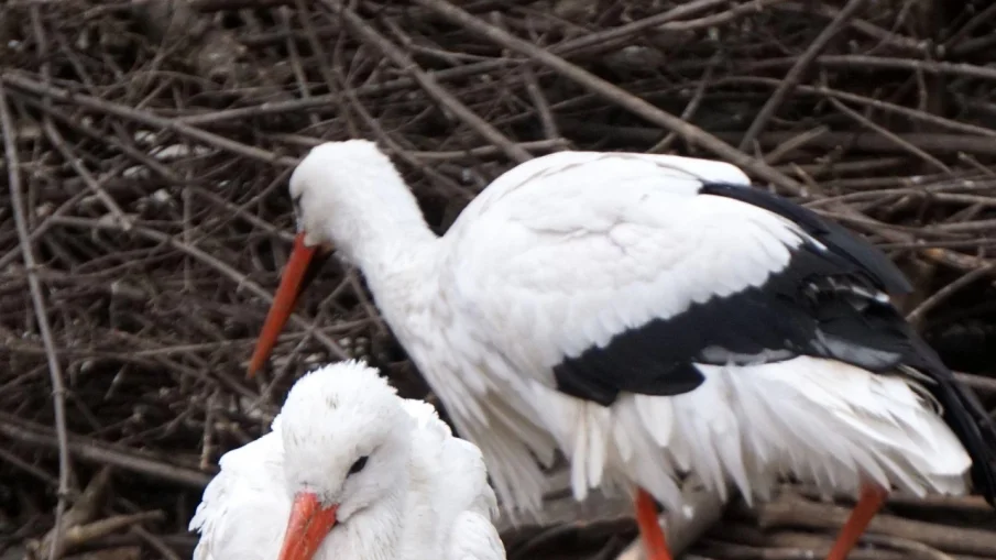 Над 100 щъркела са заплашени от премръзване в Бургаско