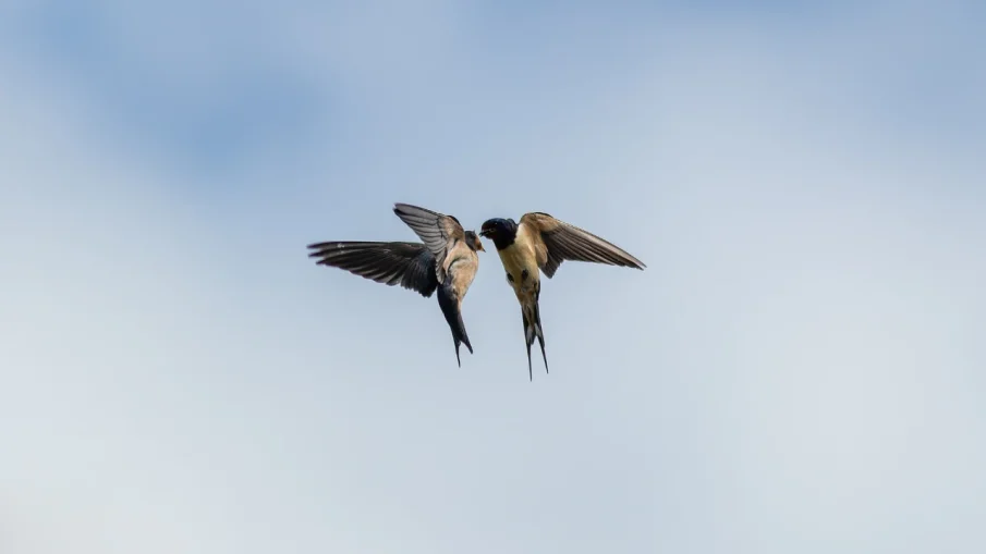 Лястовиците в България намаляват