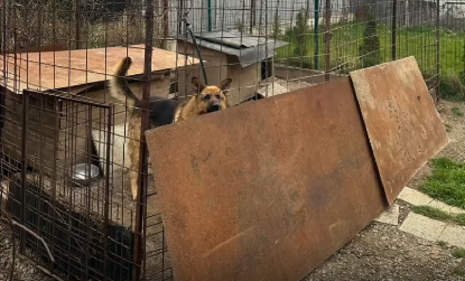 Агресивни немски овчарки нападат хора и животни в Горна баня