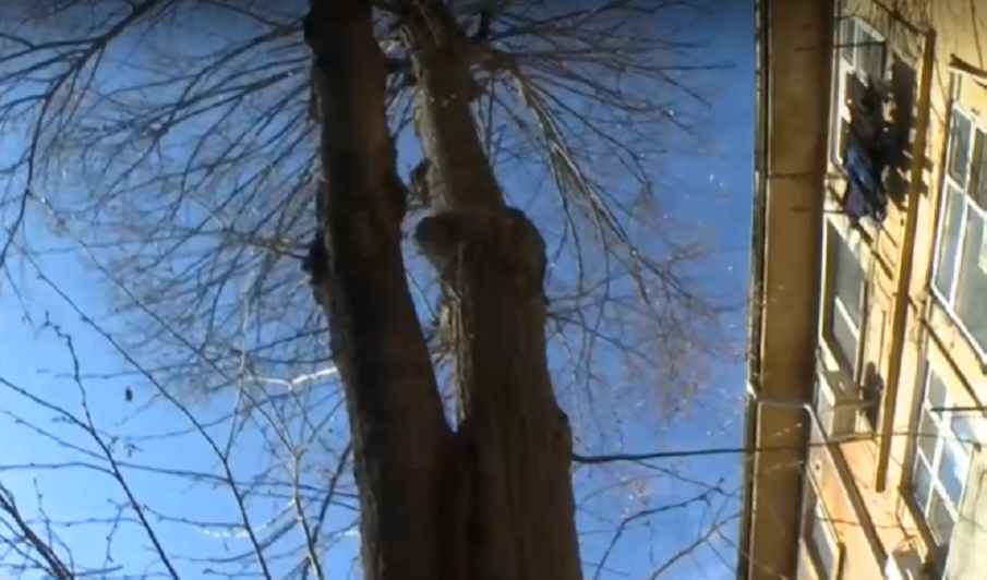 Огромно дърво всеки момент може да рухне върху къща в Пловдив! Шефът на Градини и паркове“ нехае, държи се арогантно