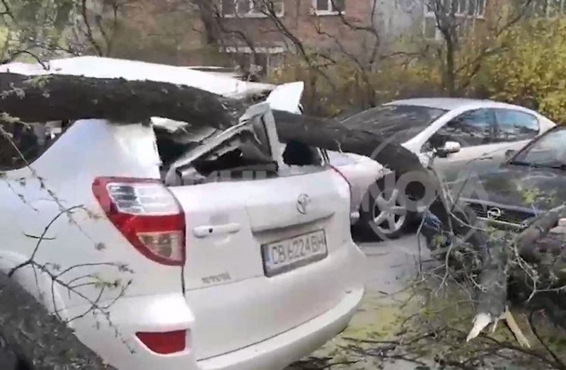 Семейството със смачканата от дърво кола ще търси правата си в съда