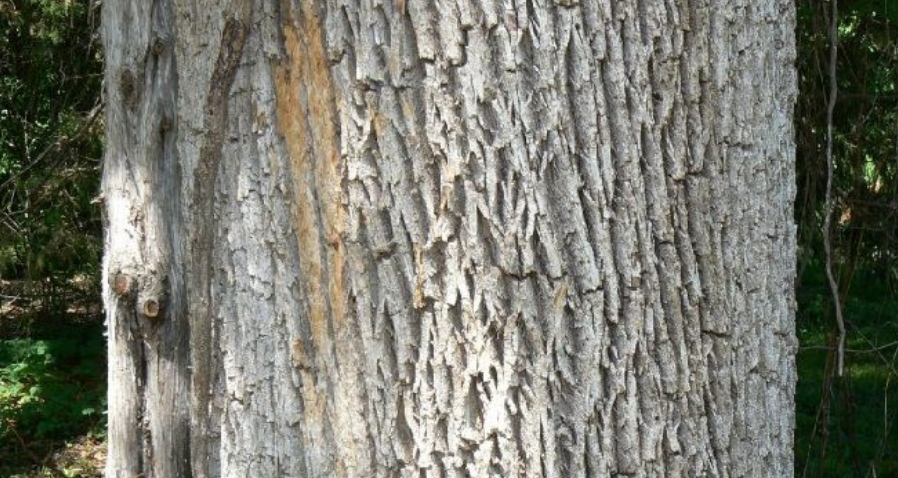 Горски конфискуваха 150 кг дървесна кора