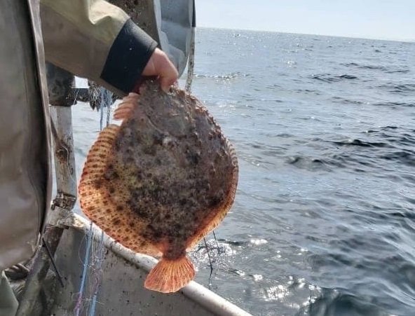 От днес влиза в сила сезонната забрана за улов на риба