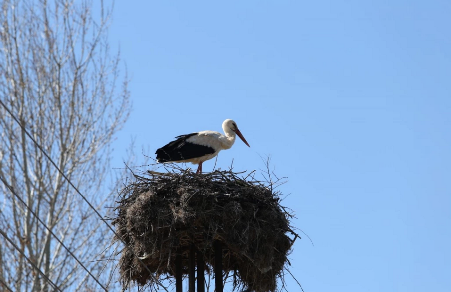 Обвиниха жена в Германия, прогонила с дрон щъркели от гнездото им