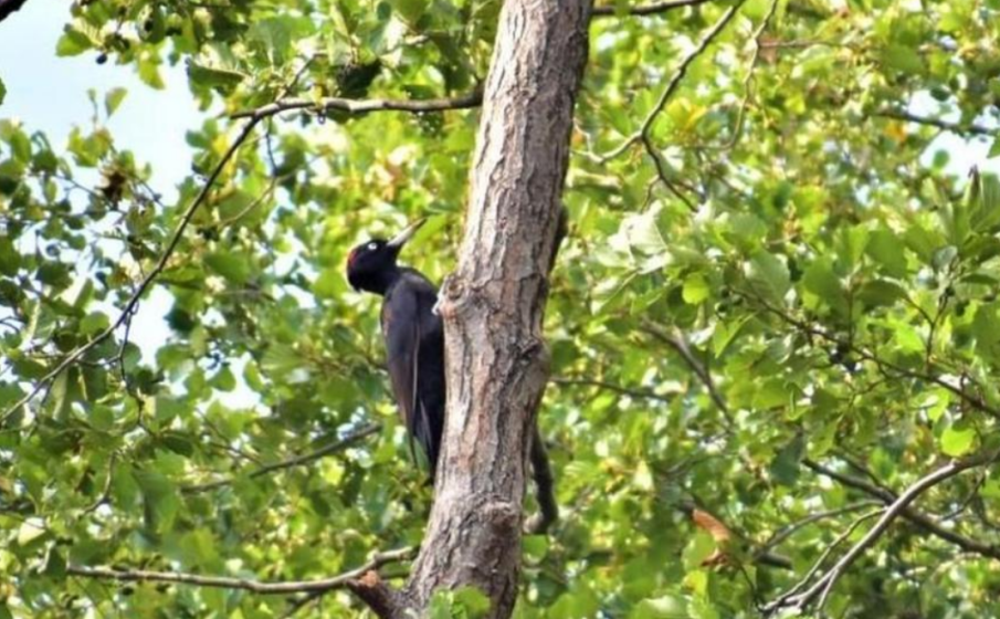 Нови две територии стават защитени