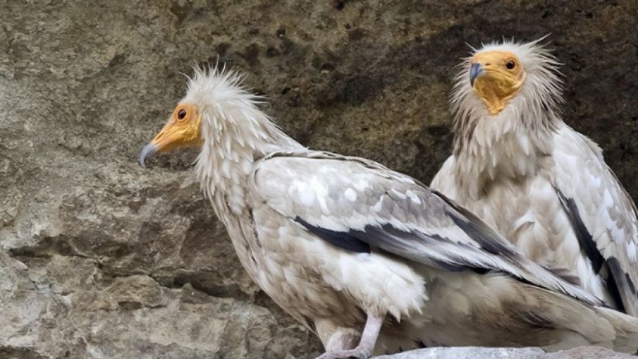 Спасиха лешояд от покрив в Хасково