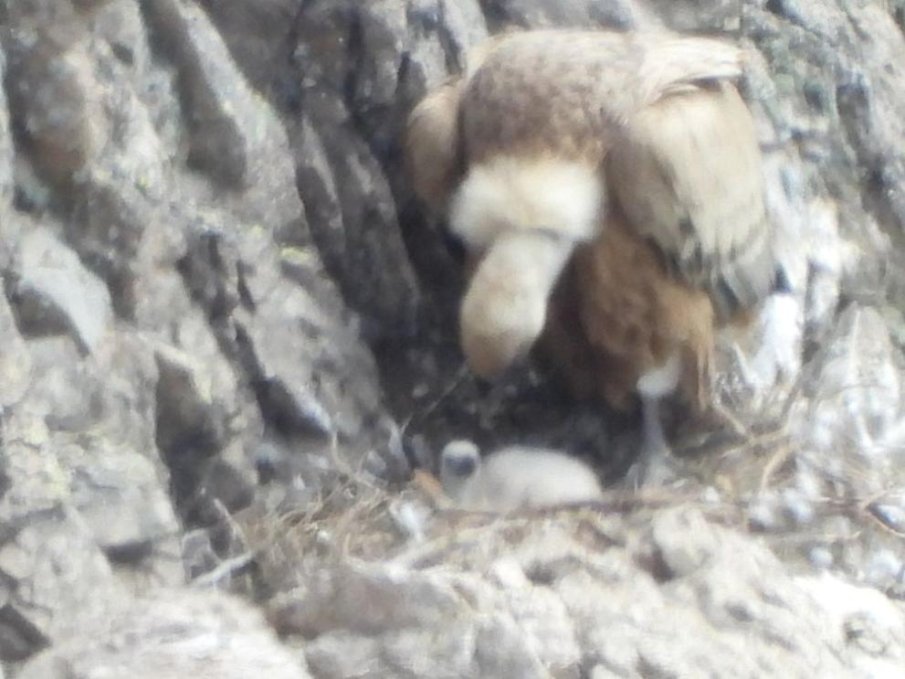 Белоглаво лешоядче се излюпи в сливенския Балкан (СНИМКИ)