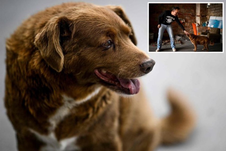 Най-възрастното куче в света стана на 31 години