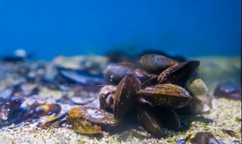 Еколог успокоява: Замърсяването от Каховка не създава сериозни рискове за морето ни