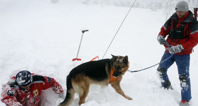 Необходими са 50 хил. лева за спасителните кучета от Планинската служба