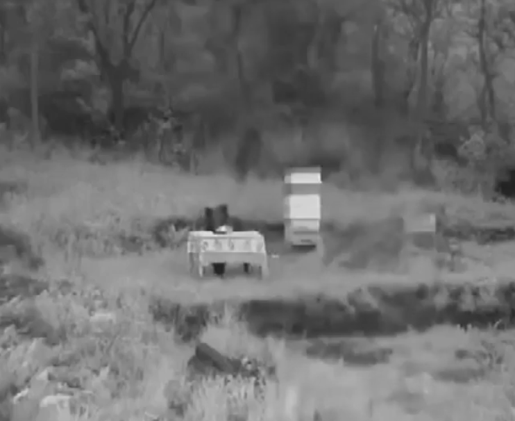 В Антон хранят мечка, за да не напада кошерите и реколтата (ВИДЕО)