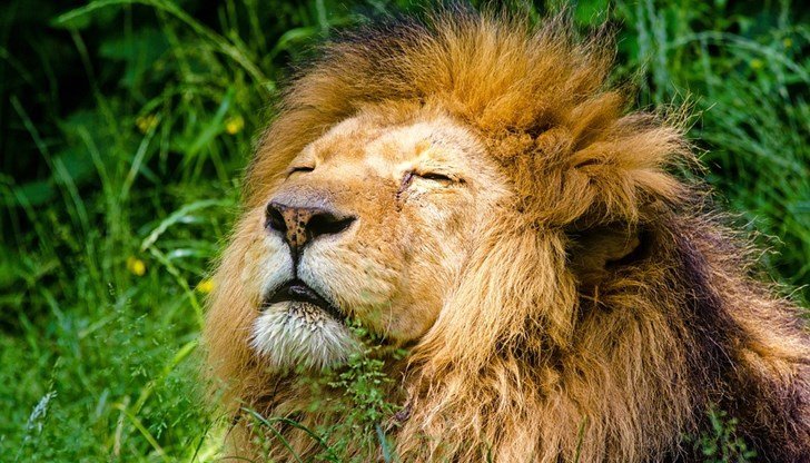 Пастири от Кения убиха най-стария лъв в света