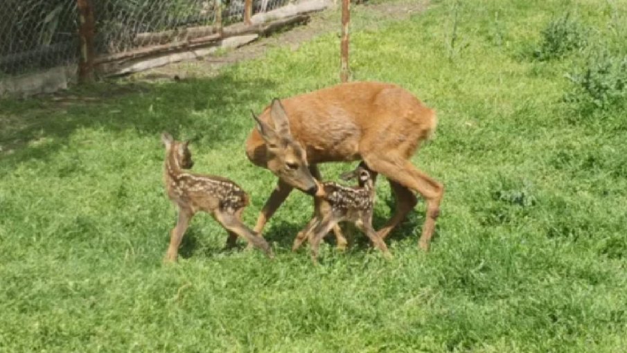 Сърничката Страхливка роди близнаци в зоопарка в Бургас