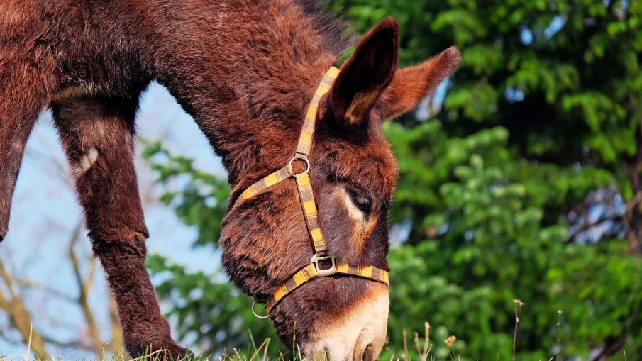 Шофьор блъсна магаре в Сливенско