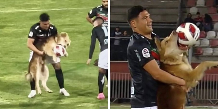 Куче прекъсна мач в Чили и опита да вземе топката като сувенир (ВИДЕО)