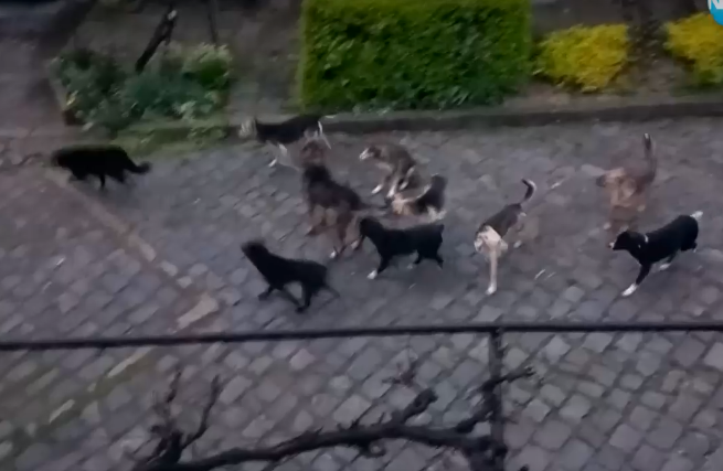 Жители на великотърновски квартал на бунт срещу бездомни кучета