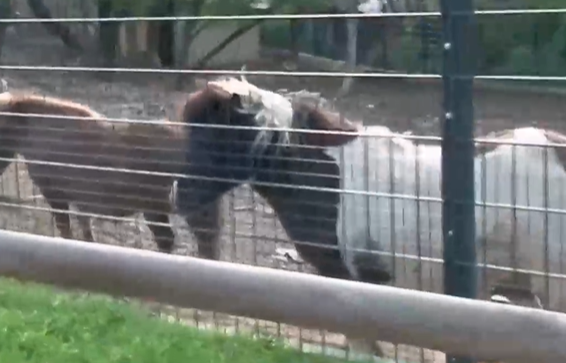 Разследват кой е виновен за отхапания пръст от пони на бременната жена в Стара Загора