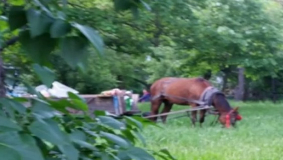 ШАШ: Кон пасе трева в елитен квартал